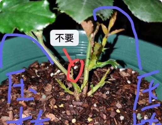 月季压枝的原因及具体操作步骤是什么？