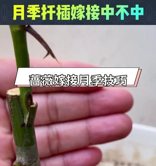 月季压枝的原因及具体操作步骤是什么？