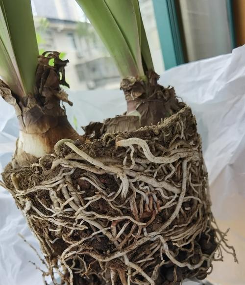 朱顶红什么时候可以开始浇水？如何掌握正确的浇水时机？