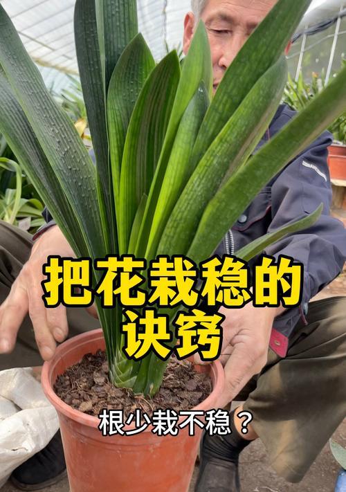 君子兰窜根的原因是什么？如何防止君子兰窜根？