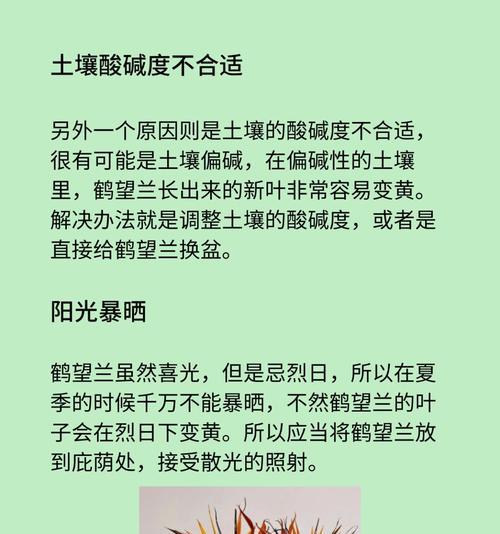 发黄叶子的修剪技巧是什么？
