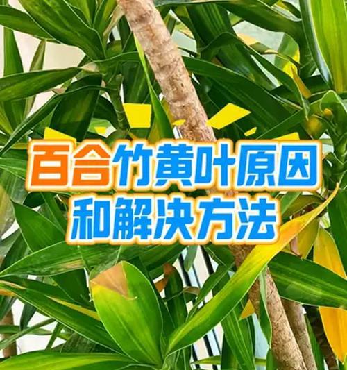 发黄叶子的修剪技巧是什么？