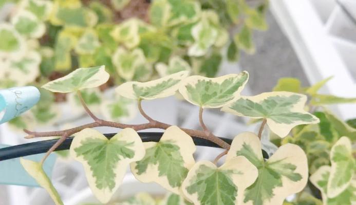 冬季适合种植哪些观赏植物？冬季观赏植物的养护要点是什么？
