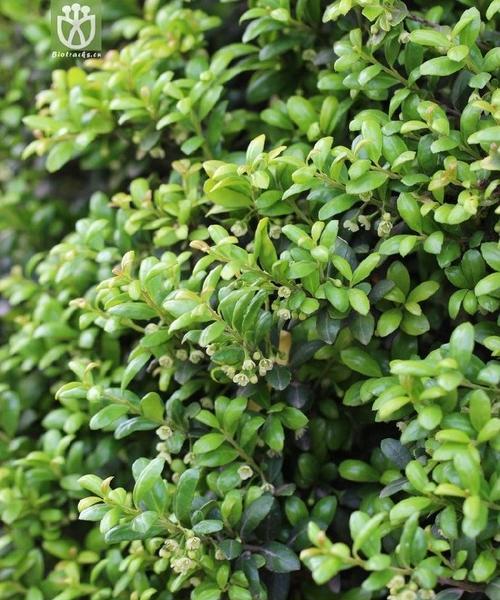 冬季适合种植哪些观赏植物？冬季观赏植物的养护要点是什么？