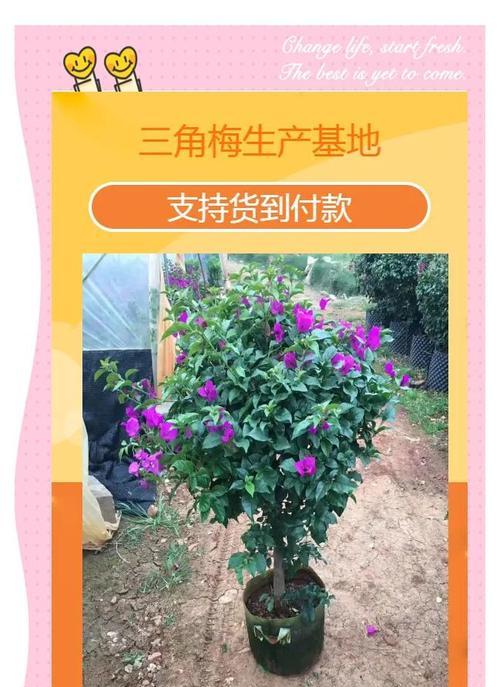 陶粒种植三角梅的方法是什么？