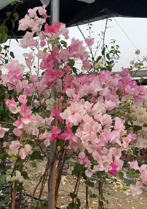 陶粒种植三角梅的方法是什么？