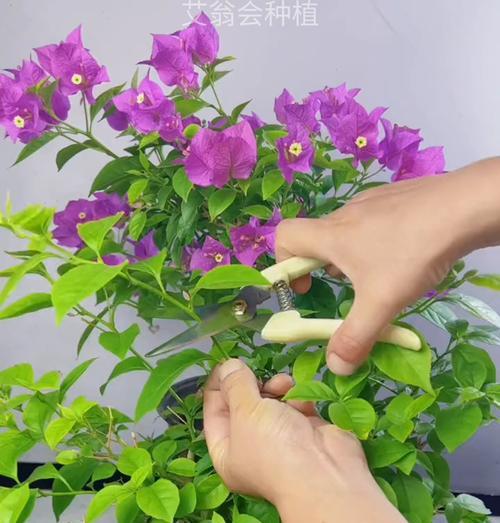 陶粒种植三角梅的方法是什么？