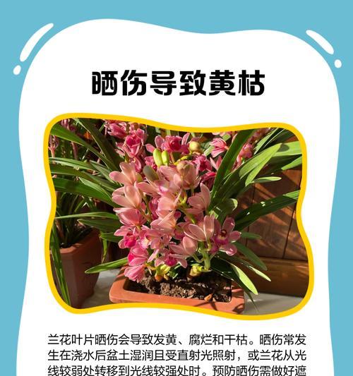 玉兰树叶子黄化干枯的解决措施？