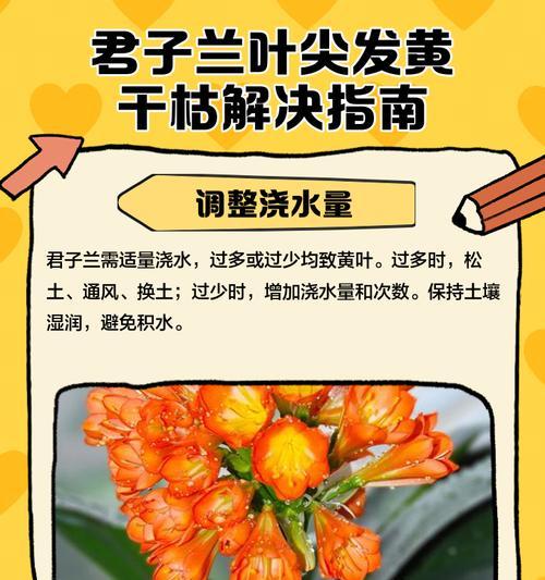 君子兰叶尖内扣怎么办？可能的原因和解决方法是什么？