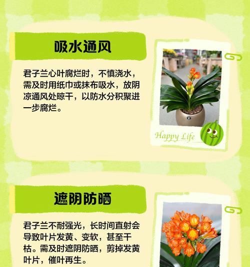 君子兰叶尖内扣怎么办？可能的原因和解决方法是什么？