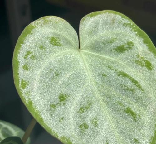国王花烛叶子发黄焦边如何处理？养护要点是什么？