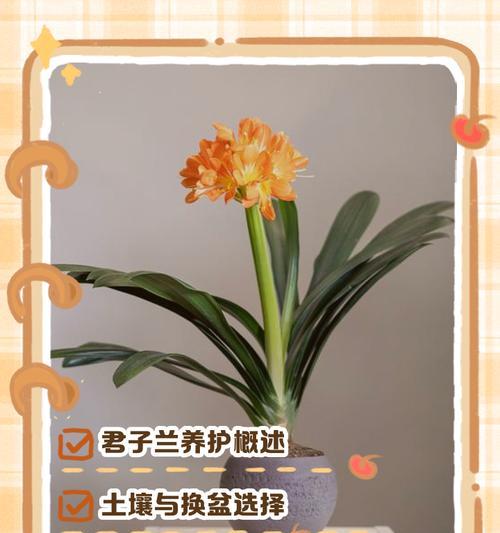 君子兰劈根换盆的正确步骤是什么？