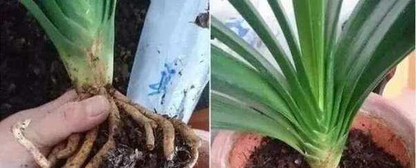 君子兰劈根换盆的正确步骤是什么？