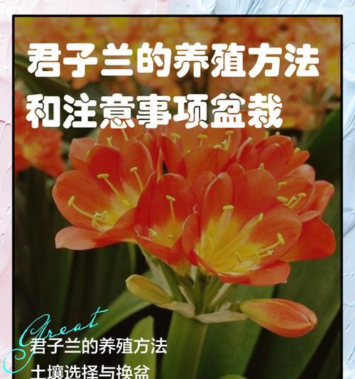 君子兰劈根换盆的正确步骤是什么？