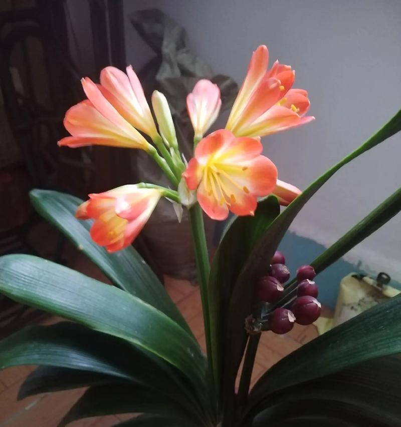 君子兰怀孕是怎么样的？君子兰繁殖过程中的现象有哪些？