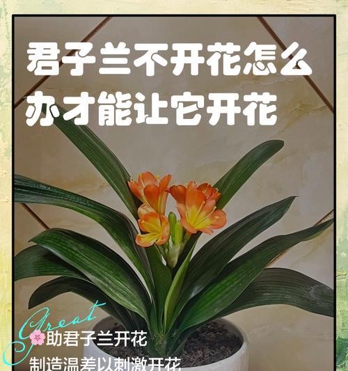 君子兰怀孕是怎么样的？君子兰繁殖过程中的现象有哪些？