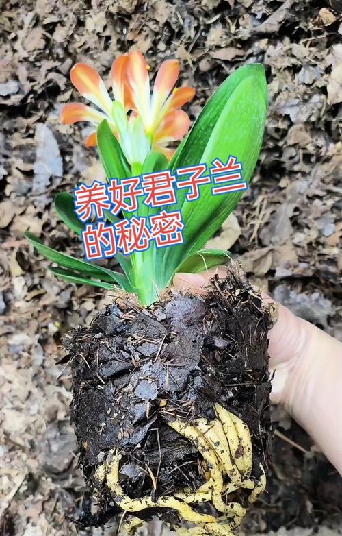 君子兰怀孕是怎么样的？君子兰繁殖过程中的现象有哪些？