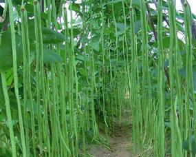 羊豆角观赏植物的独特特点是什么？
