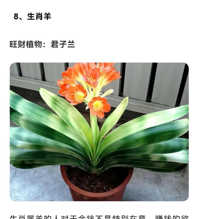 羊豆角观赏植物的独特特点是什么？