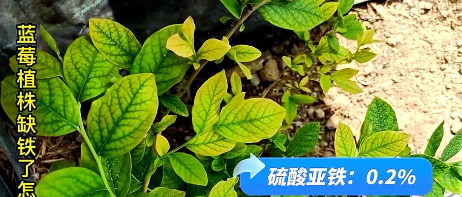 蓝莓树叶子发黄并有黑点的原因是什么？