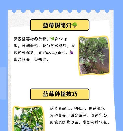 蓝莓树叶子发黄并有黑点的原因是什么？