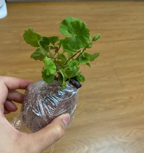 天竺葵施肥的正确方法有哪些？