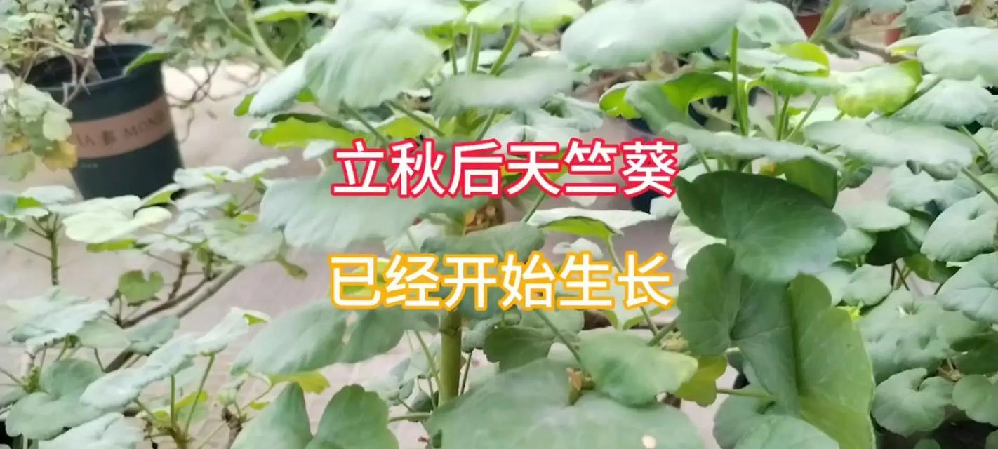 天竺葵施肥的正确方法有哪些？