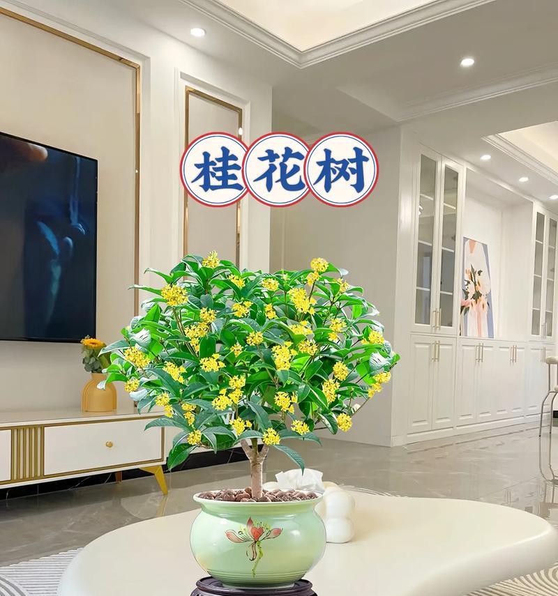 兰陵桂花盆景的养护要点有哪些？