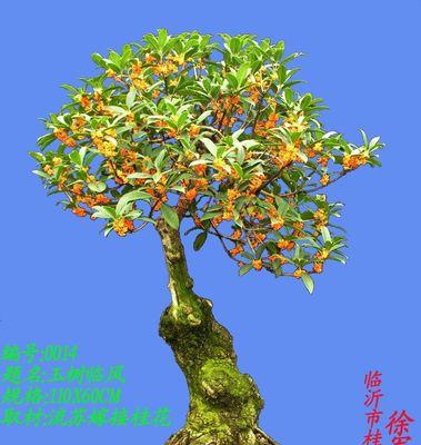 兰陵桂花盆景的养护要点有哪些？