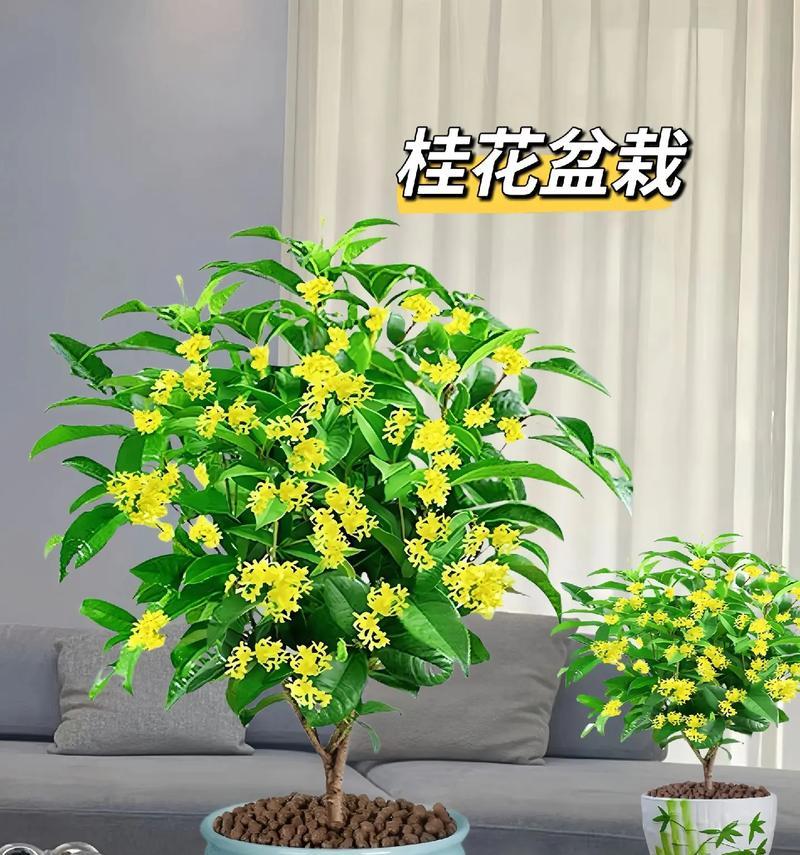兰陵桂花盆景的养护要点有哪些？