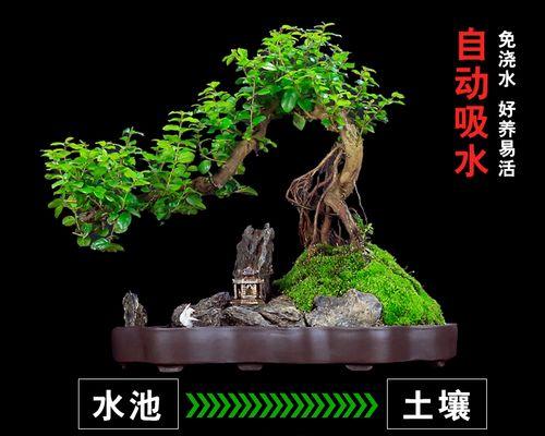 花盆树桩栽培的关键技术要点是什么？