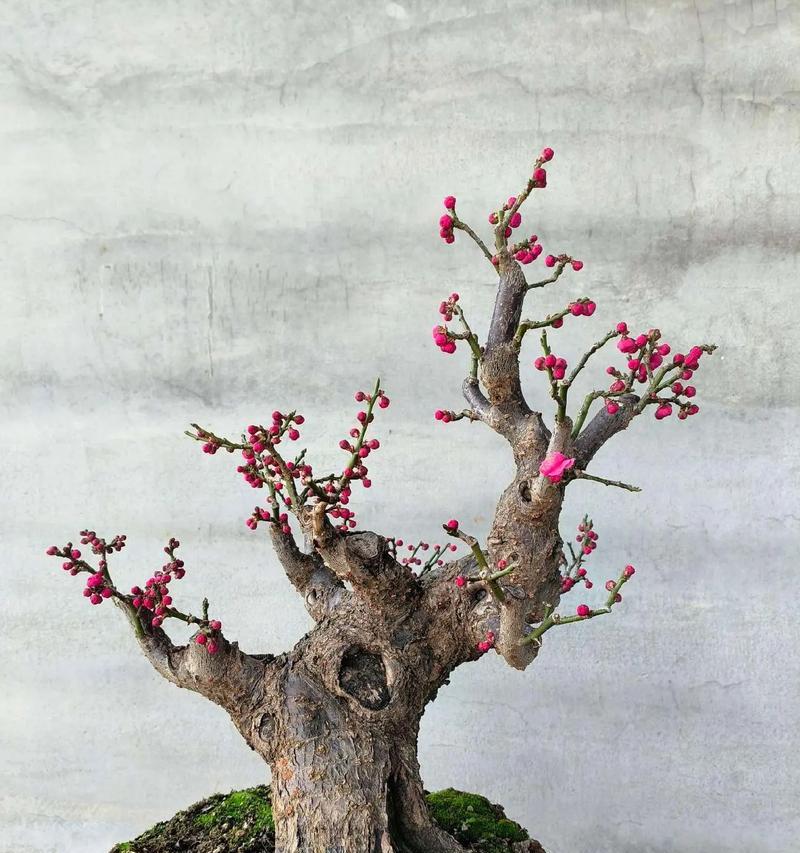 花盆树桩栽培的关键技术要点是什么？