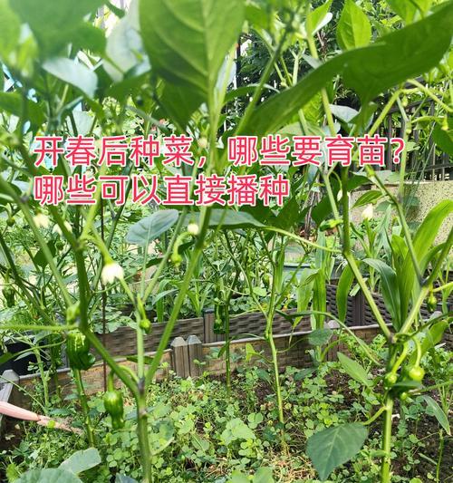 青茄播种的最佳季节是什么时候？