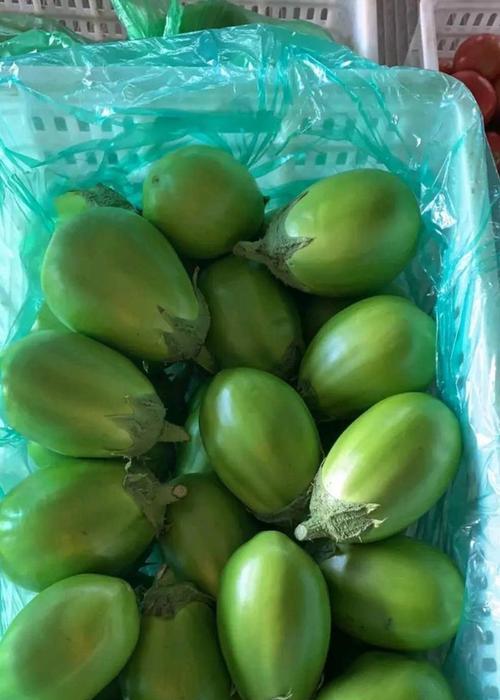 青茄播种的最佳季节是什么时候？