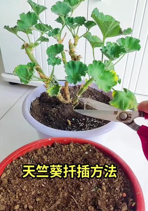 天竺葵垂吊苗的养护技巧有哪些？