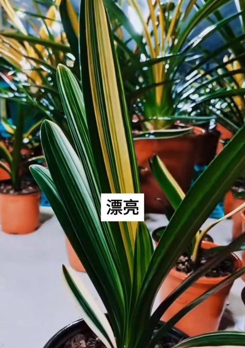 君子兰沼泽彩兰的养殖技巧是什么？