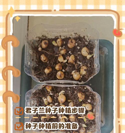 带花苞君子兰的正确栽种方法是什么？