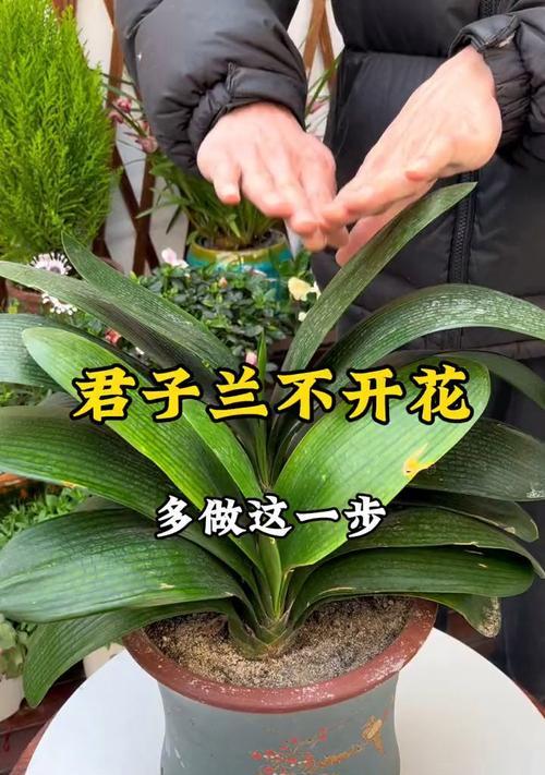 带花苞君子兰的正确栽种方法是什么？