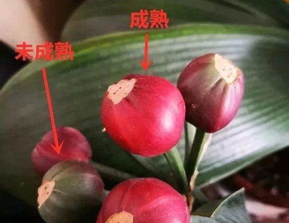 君子兰变异红苗出现怎么办？如何处理？