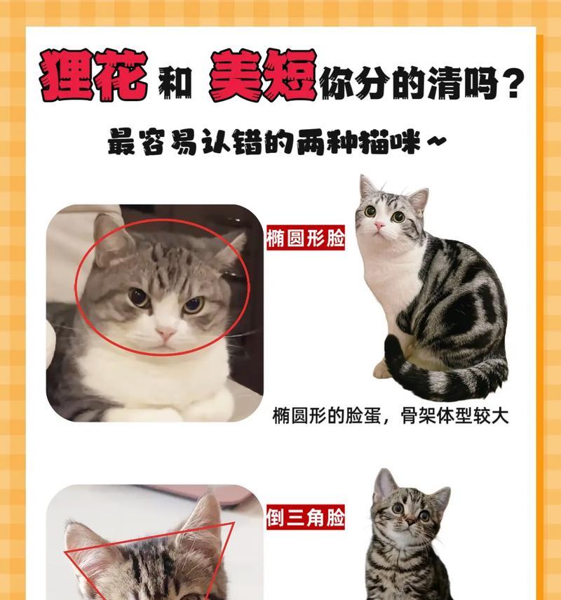养花猫的小技巧是什么？如何避免猫咪破坏植物？