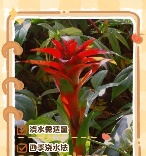 绿芙蓉如何正确浇水？浇水技巧有哪些？