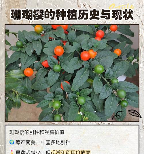 珊瑚樱冬季叶子发黄的解决方法是什么？