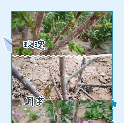 月季玫瑰混合桩的养护方法是什么？需要注意什么？