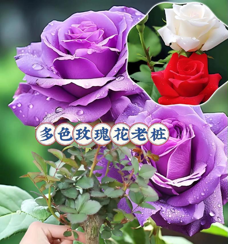 月季玫瑰混合桩的养护方法是什么？需要注意什么？