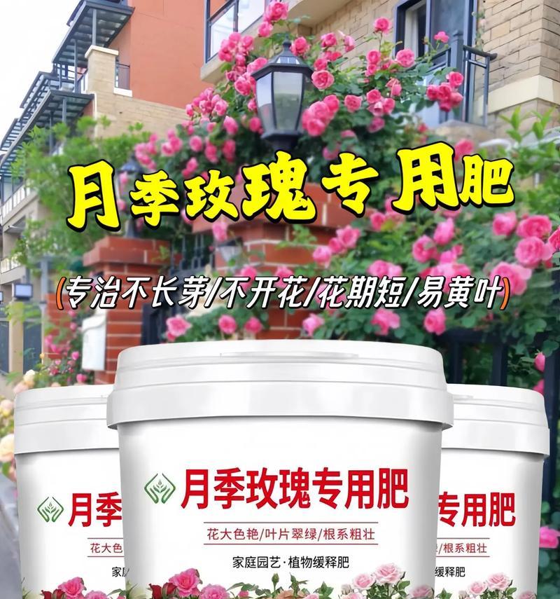 月季玫瑰混合桩的养护方法是什么？需要注意什么？