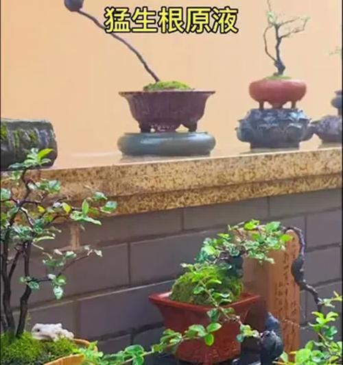 盆景生根液的正确使用方法是什么？