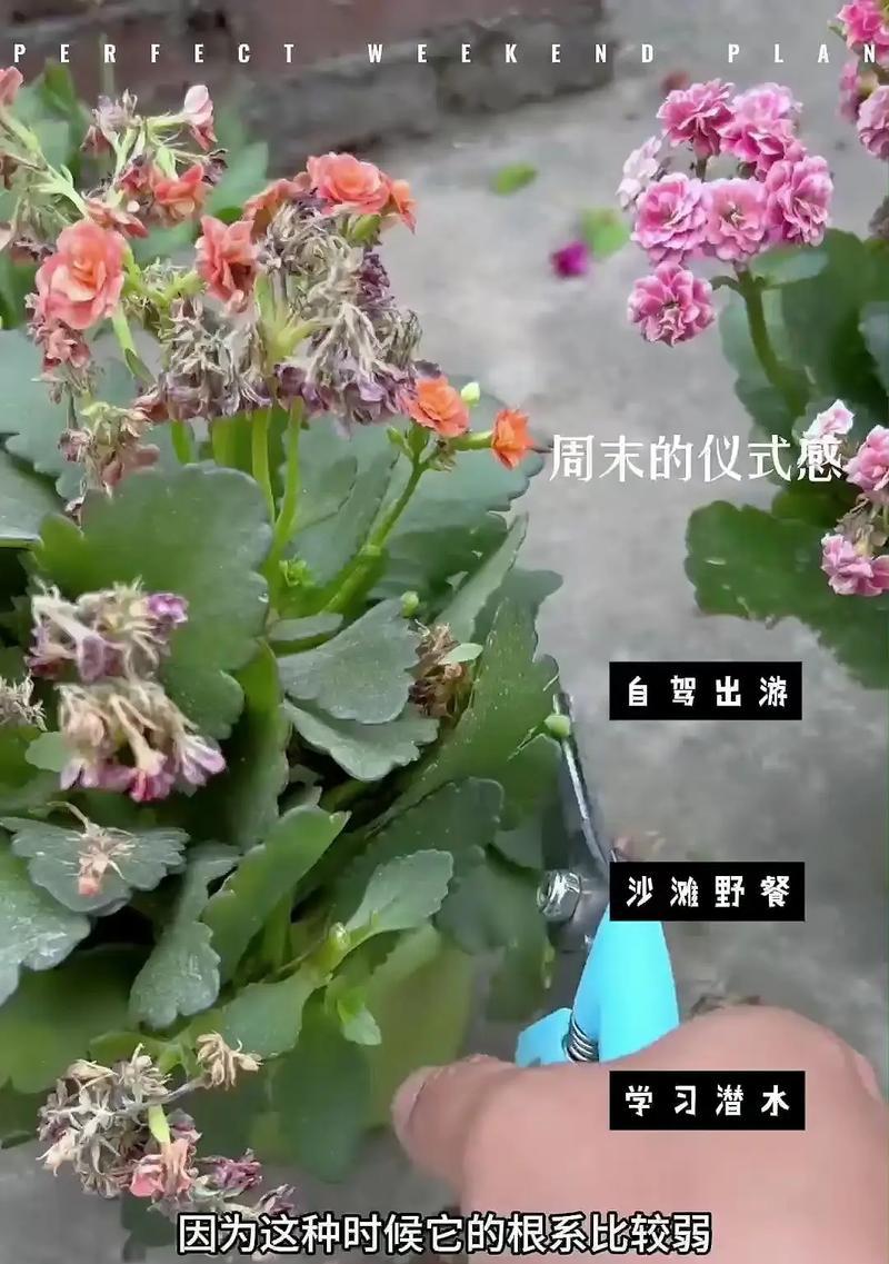 盆景生根液的正确使用方法是什么？