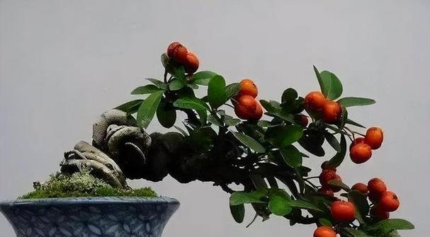 大盆栽盆景树如何养护？养护技巧有哪些？
