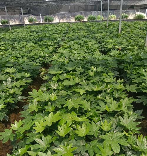 八角栽培技术要点？有哪些特殊要求？