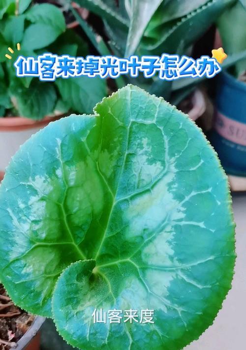 仙客来换盆后叶子发黄怎么解决？
